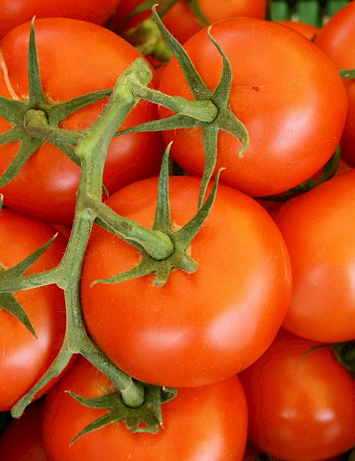 Sommerliche Tomaten